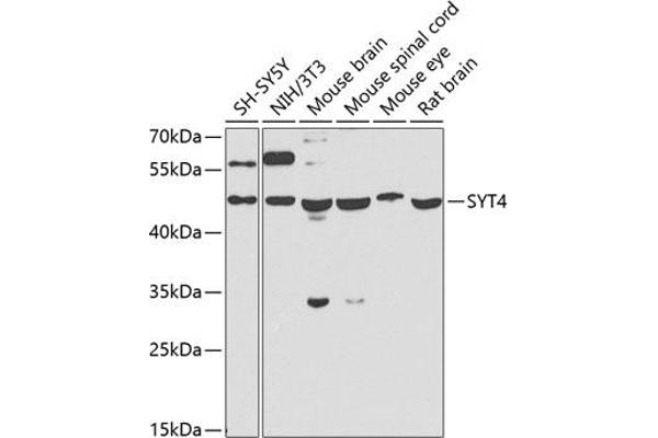 SYT4 antibody  (AA 38-190)