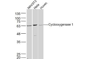 Lane 1: NIH/3T3 lysates Lane 2: Hela lysates Lane 3: Huvec lysates probed with Cyclooxygenase 1 Polyclonal Antibody, Unconjugated  at 1:300 dilution and 4˚C overnight incubation.