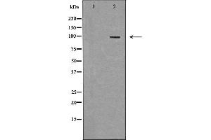 Western blot analysis of extracts of HeLa, using TLR5 antibody. (TLR5 Antikörper  (C-Term))