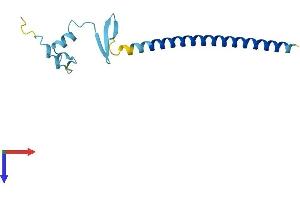 CBY1/PGEA1 Protein (AA 1-126) (His tag)