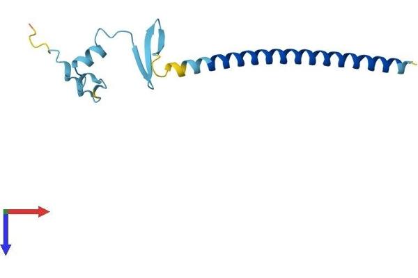 CBY1/PGEA1 Protein (AA 1-126) (His tag)