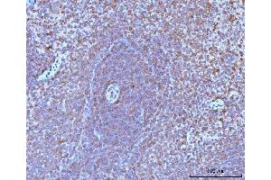 IHC analysis of CD45/Ptprc using anti-CD45/Ptprc antibody (ABIN7600589).