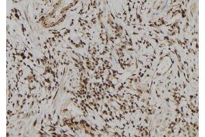 ABIN6277892 at 1/100 staining Human gastric tissue by IHC-P. (ERG Antikörper  (C-Term))