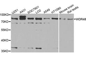 Western blot analysis of extracts of various cell lines, using WDR48 antibody. (WDR48 Antikörper)
