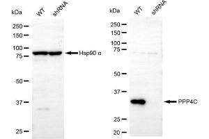 Western blotting analysis using PPP4C antibody (ABIN7800028). (PPP4C Antikörper)