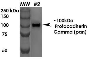 Western Blot analysis of Rat Brain Membrane showing detection of ~100 kDa Protocadherin Gamma protein using Mouse Anti-Protocadherin Gamma Monoclonal Antibody, Clone S159-5 . (Protocadherin gamma Antikörper  (AA 808-931) (PE))