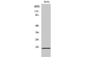Western Blotting (WB) image for anti-Synuclein, alpha (SNCA) (Tyr1110) antibody (ABIN6284821)