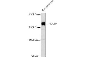 Western blot analysis of extracts of Rat pancreas, using HDLBP antibody (ABIN7267644) at 1:1000 dilution.