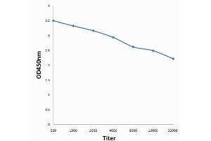 Antigen: 0. (WEE1 Antikörper  (pSer123))