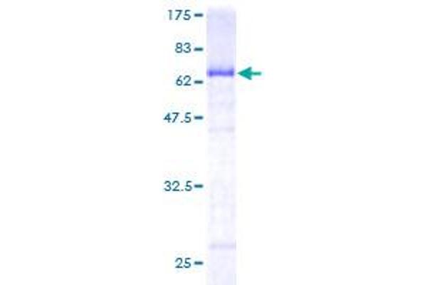 FAM50A Protein (AA 1-339) (GST tag)