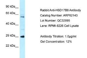 Western Blotting (WB) image for anti-Hydroxysteroid (17-Beta) Dehydrogenase 8 (HSD17B8) (N-Term) antibody (ABIN2789035) (HSD17B8 Antikörper  (N-Term))