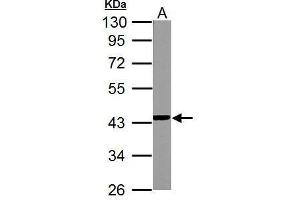 WB Image NDUFA10 antibody detects NDUFA10 protein by Western blot analysis. (NDUFA10 Antikörper  (Center))