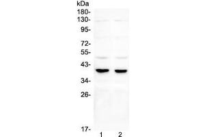 Western blot testing of 1) rat testis, 2) mouse testis, 3) rat brain, 4) mouse brain and 5) human U87 lysate with DMRT1 antibody. (DMRT1 Antikörper)