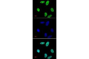Histone H3 dimethyl Lys27 antibody tested by immunofluorescence.