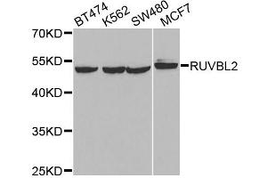 Western blot analysis of extracts of various cell lines, using RUVBL2 antibody. (RUVBL2 Antikörper)