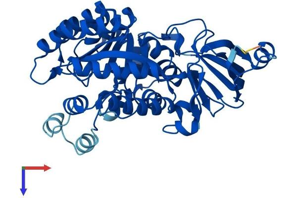AMDHD1 Protein (AA 1-426) (His tag)