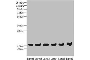Western blot All lanes: MAGOH antibody at 4.