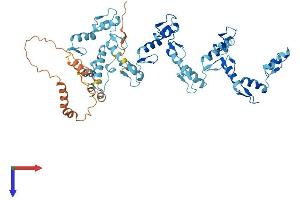 ZNF26 Protein (AA 1-533) (His tag)