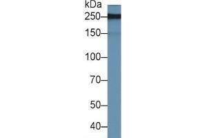 Rabbit Capture antibody from the kit in WB with Positive Control: Sample Human urine. (PAPPA2 ELISA Kit)