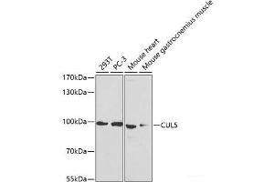 Western blot analysis of extracts of various cell lines using CUL5 Polyclonal Antibody at dilution of 1:1000. (Cullin 5 Antikörper)