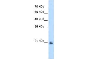 Western Blotting (WB) image for anti-Methyltransferase Like 7A (METTL7A) antibody (ABIN2462577) (METTL7A Antikörper)