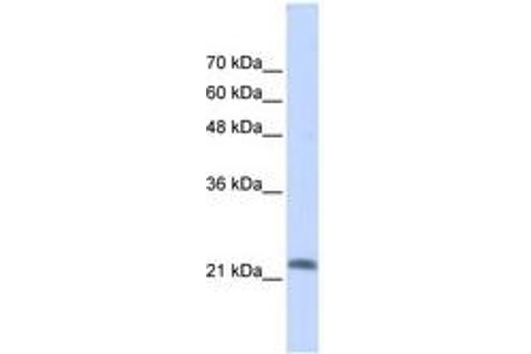 RASL10A Antikörper  (AA 35-84)
