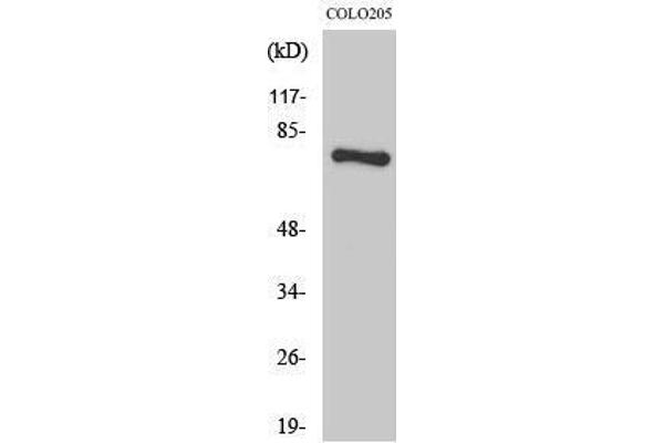 HLX Antikörper  (C-Term)