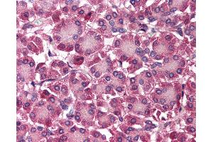 Anti-SEPT4 / Septin 4 antibody IHC of human pancreas. (Septin 4 Antikörper  (N-Term))