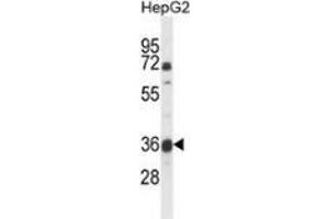 Western blot analysis of MOSC1 (arrow) in HepG2 cell line lysates (35ug/lane) using MOSC1 (MOSC1 Antikörper  (Middle Region))