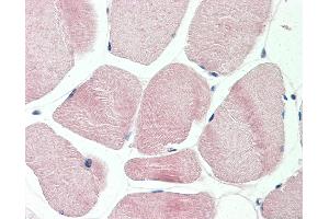 Anti-GAPDH antibody IHC staining of human skeletal muscle. (GAPDH Antikörper  (AA 107-156))