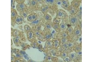 Used in DAB staining on fromalin fixed paraffin- embedded Kidney tissue (Manic Fringe Antikörper  (AA 73-310))