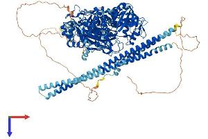 Phospholipase C beta 2 Protein (AA 1-1181) (His tag)