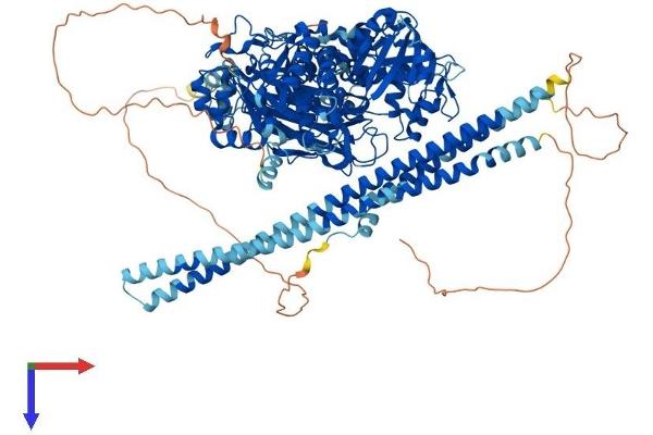 Phospholipase C beta 2 Protein (AA 1-1181) (His tag)