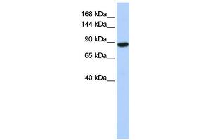 Western Blotting (WB) image for anti-HECT Domain and Ankyrin Repeat Containing, E3 Ubiquitin Protein Ligase 1 (HACE1) antibody (ABIN2458730)