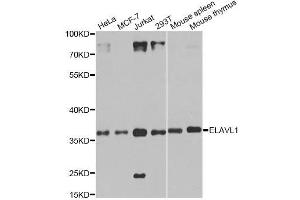 Western blot analysis of extracts of various cell lines, using ELAVL1 antibody. (ELAVL1 Antikörper  (AA 1-100))