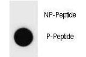 Dot blot analysis of phospho-Cyclin B3 antibody . (Cyclin B3 Antikörper  (pSer283))