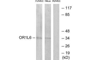 Western Blotting (WB) image for anti-Olfactory Receptor, Family 1, Subfamily L, Member 6 (OR1L6) (Internal Region) antibody (ABIN1853198) (OR1L6 Antikörper  (Internal Region))