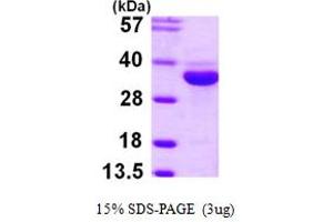 Enolase-Phosphatase 1 (ENOPH1) (AA 1-261) protein (His tag)
