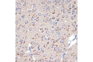 Immunohistochemistry of paraffin-embedded mouse brain using ERp29 Rabbit mAb (ABIN7266943) at dilution of 1:100 (40x lens). (ERP29 Antikörper)