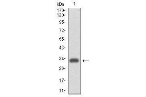 Image no. 1 for anti-Integrin alpha 4 (ITGA4) antibody (ABIN1501728) (ITGA4 Antikörper)