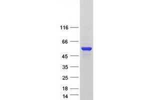 Validation with Western Blot (CAZIP Protein (Transcript Variant 2) (Myc-DYKDDDDK Tag))