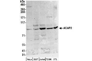 Western Blotting (WB) image for anti-ArfGAP with Coiled-Coil, Ankyrin Repeat and PH Domains 2 (ACAP2) (AA 728-778) antibody (ABIN7449938)