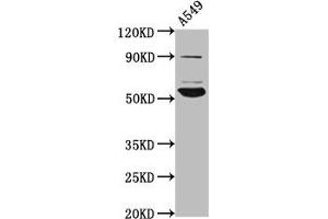 Western Blot Positive WB detected in: A549 whole cell lysate All lanes: PIGV antibody at 4. (PIGV Antikörper  (AA 400-469))