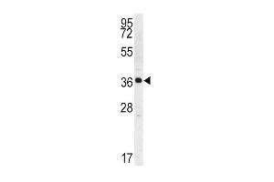 Western blot analysis of Kallikrein 2 (KLK2) Antibody (C-term) (ABIN1536788 and ABIN2840737) in K562 cell line lysates (35 μg/lane). (Kallikrein 2 Antikörper  (C-Term))