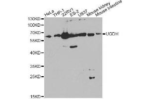 Western blot analysis of extracts of various cell lines, using UGDH Antibody. (UGDH Antikörper  (AA 165-494))