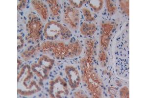Used in DAB staining on fromalin fixed paraffin- embedded kidney tissue (Reelin Antikörper  (AA 2086-2296))