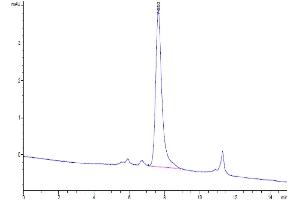 The purity of Human CD99/MIC2 is greater than 95 % as determined by SEC-HPLC. (CD99 Protein (CD99) (AA 23-122) (His tag))