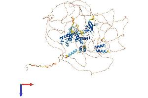 SASH1 Protein (AA 1-1247) (His tag)