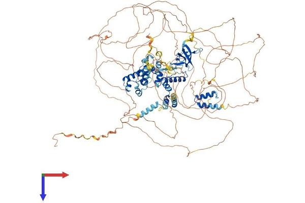 SASH1 Protein (AA 1-1247) (His tag)