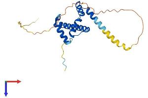 TAF11 Protein (AA 1-211) (His tag)
